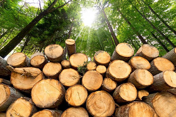 Forestry Products